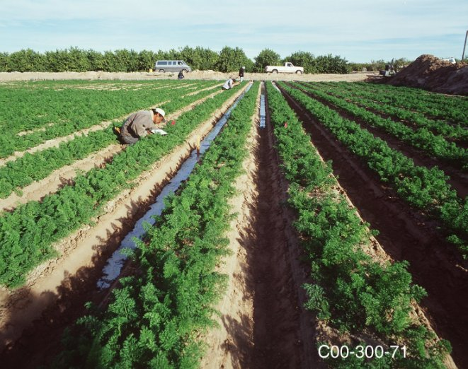 irrigation-10