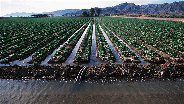 irrigation-12