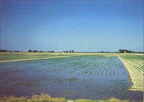 irrigation-9